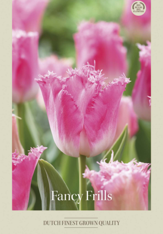 Tulipa Fringed Fancy Frills x7 12/+