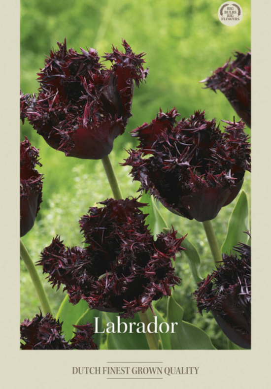 Tulipa Fringed Labrador x7 12/+