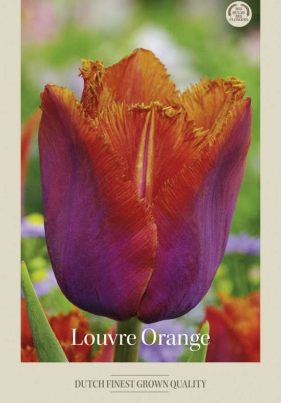 Tulipa Fringed Louvre Orange x7 12/+