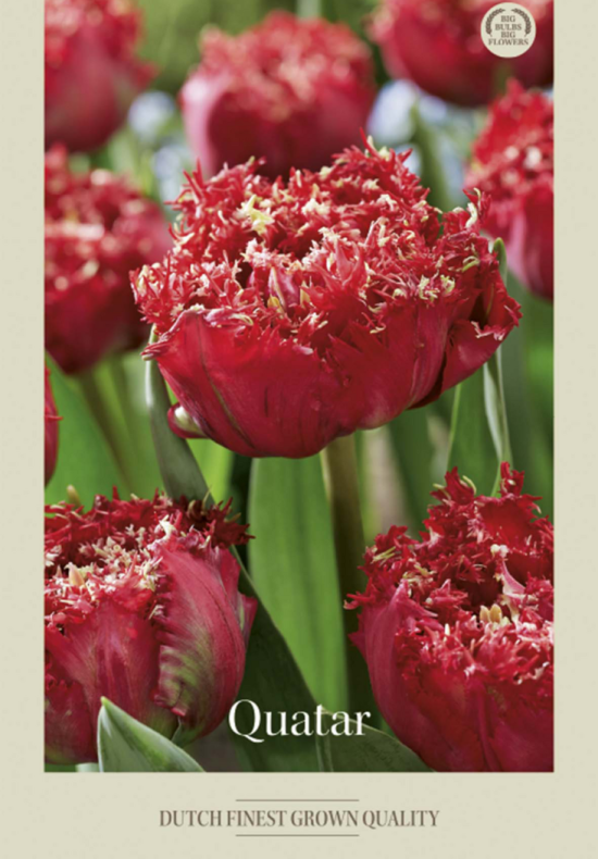 Tulipa Fringed Quatar x7 12/+