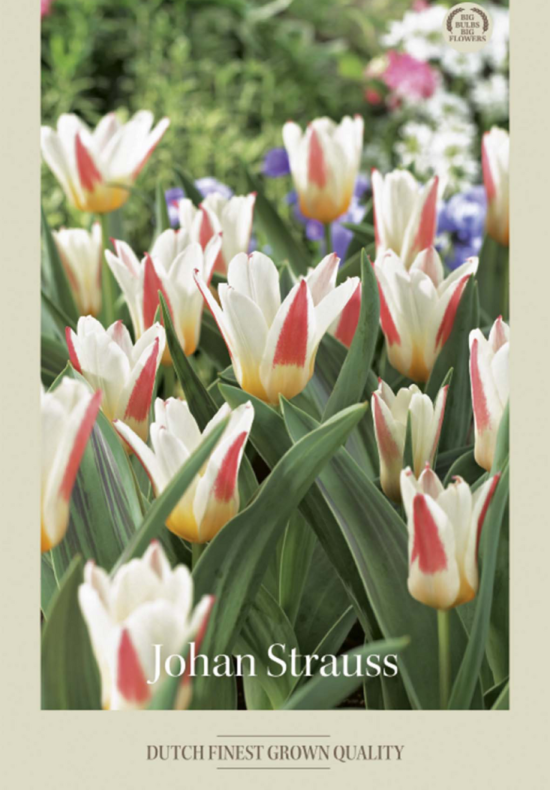 Tulipa Kaufmania Johan Straus x7 12/+