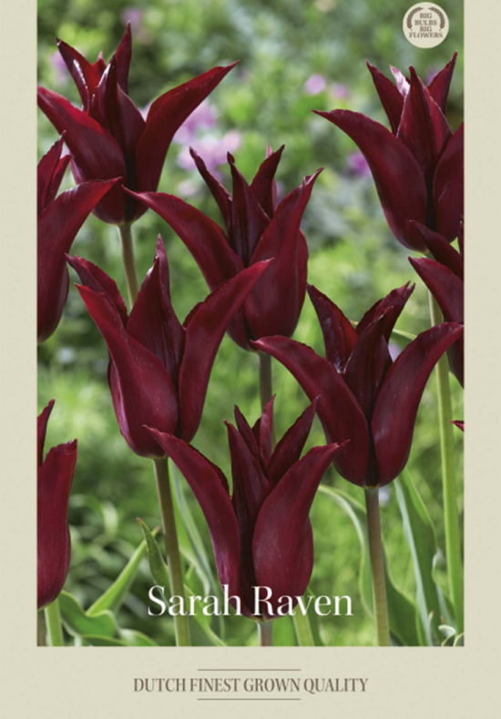 Tulipa Lilyflowering Sarah Raven x7 12/+
