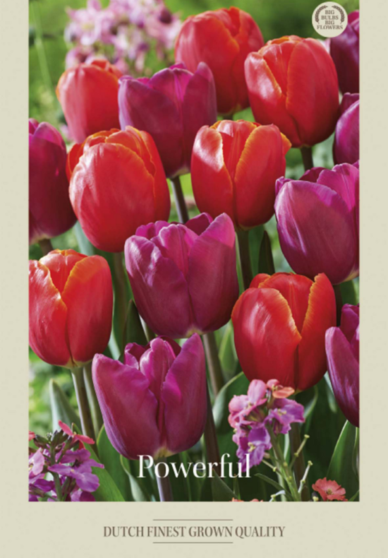 Tulipa Mixed Powerful x10 12/+