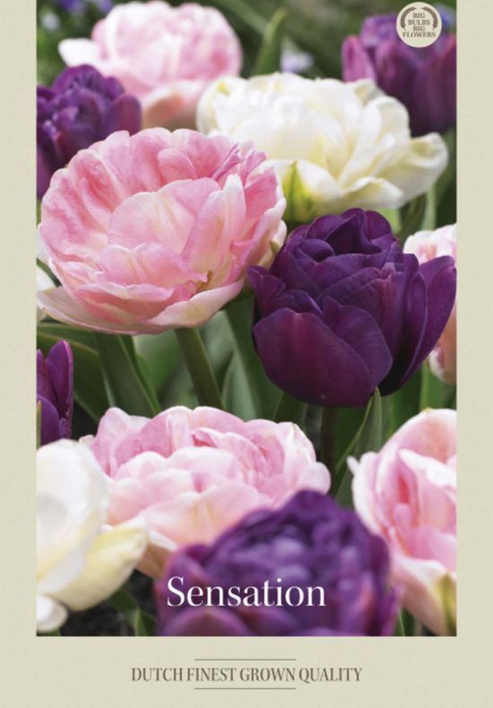 Tulipa Mixed Sensation x10 12/+