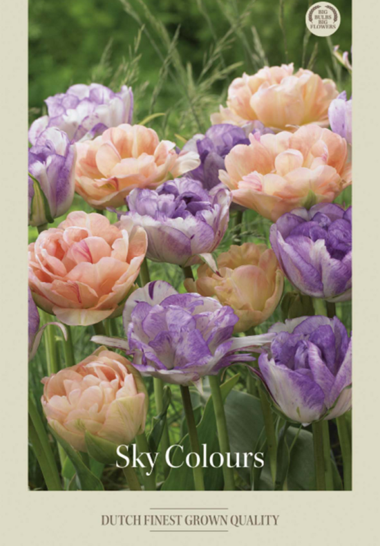 Tulipa Mixed Sky's Colour x10 12/+
