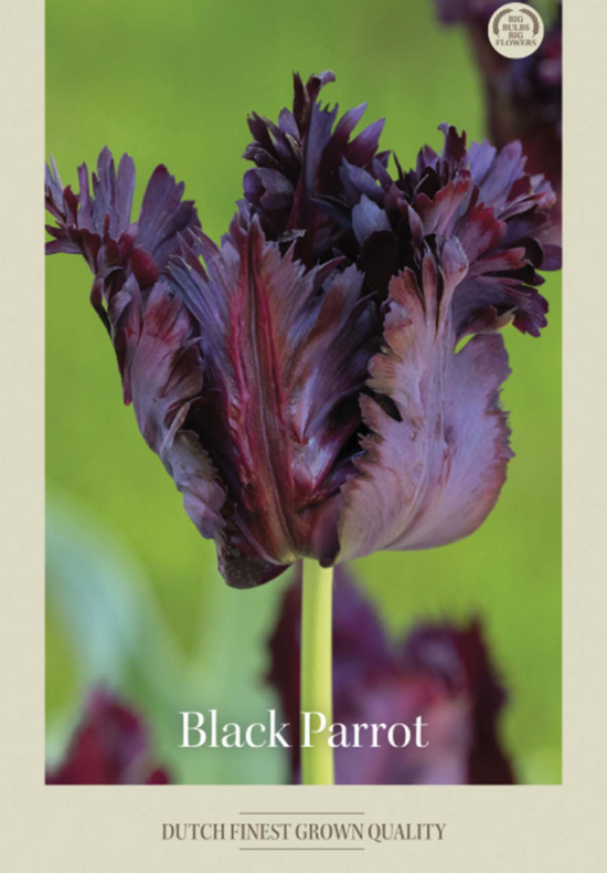 Tulipa Parrot Black Parrot x7 12/+