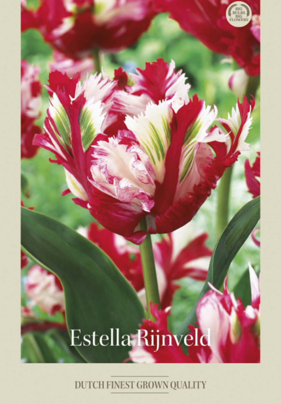Tulipa Parrot Estella Rijnveld x7 12/+