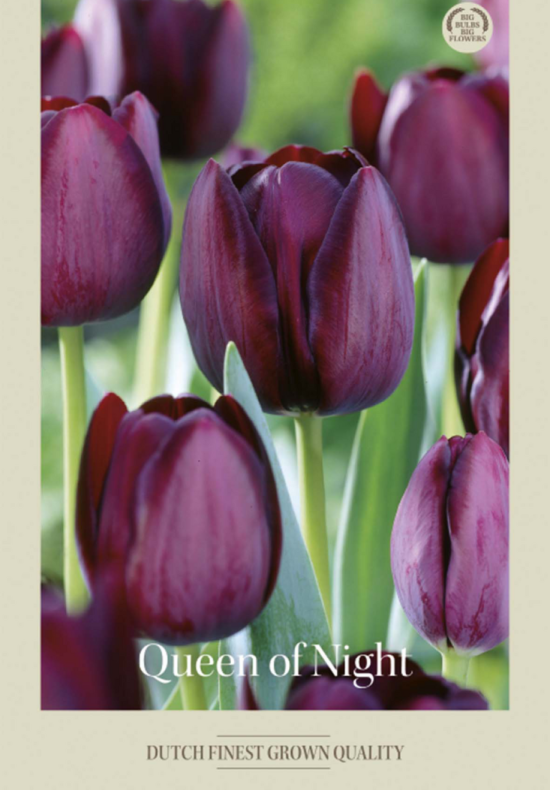Tulipa Single Late Queen of Night x7 12/+