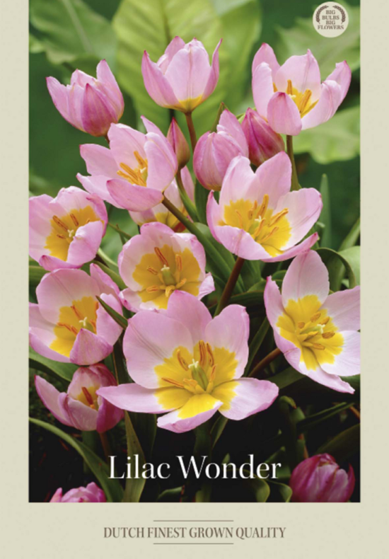 Tulipa Specie Bakeri Lilac Wonder x10 6/7