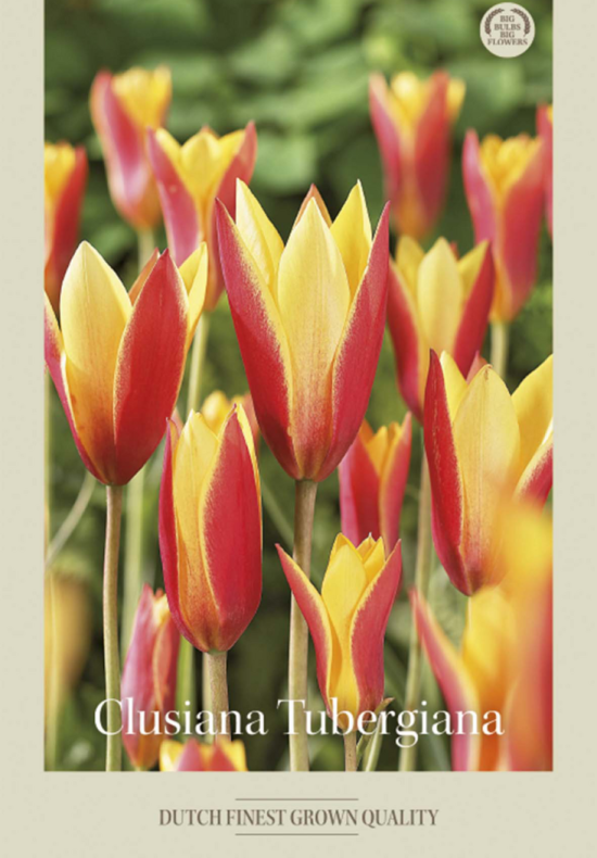Tulipa Specie Clusiana Tubergiana x10 6/7