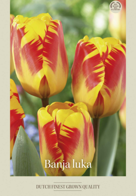 Tulipa Triumph Banja Luka x7 12/+