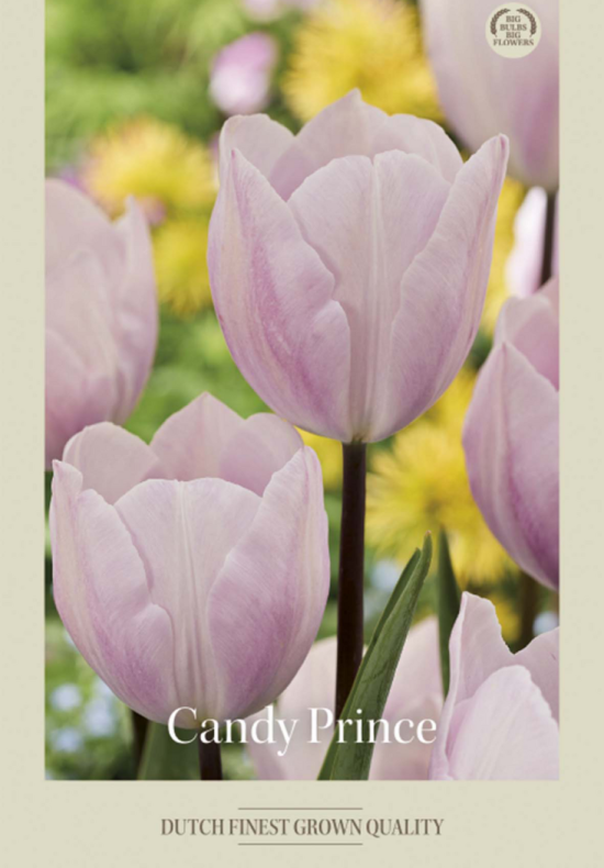 Tulipa Triumph Candy Prince x7 12/+