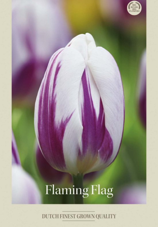 Tulipa Triumph Flaming Flag x7 12/+