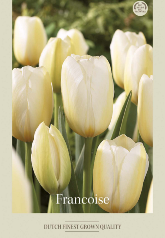 Tulipa Triumph Francoise x7 12/+