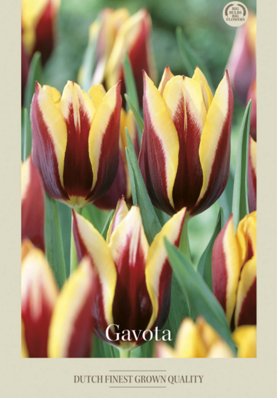 Tulipa Triumph Gavota x7 12/+