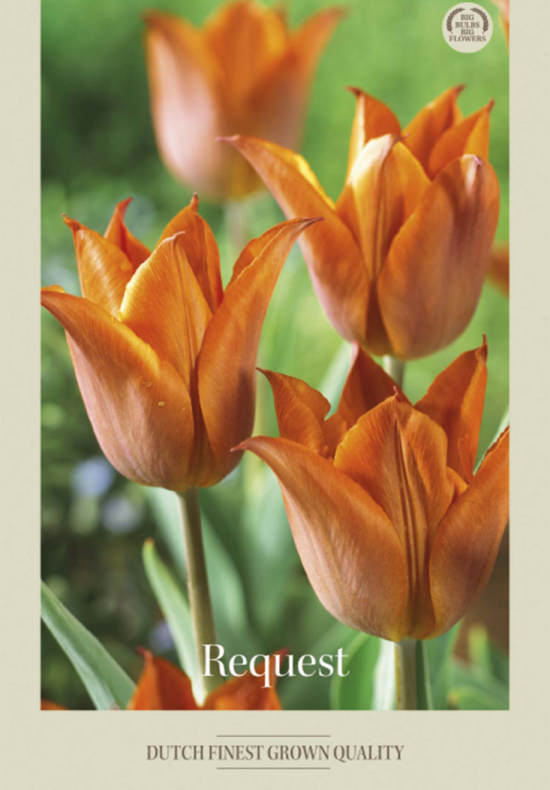 Tulipa Triumph Request x7 12/+