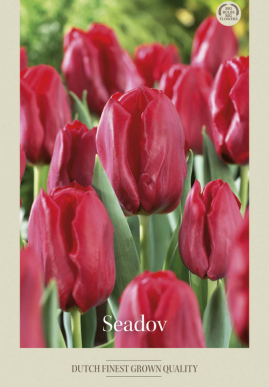 Tulipa Triumph Seadov x7 12/+
