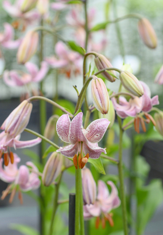 Martagon Pink Morning  14/16