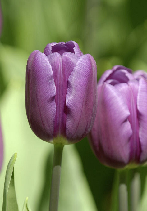 Purple Flag 10/+