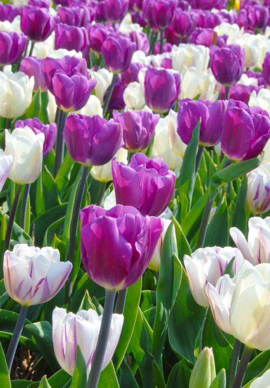 Purple Flag 10/+