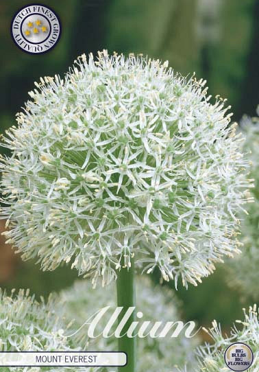 Allium Mount Everest x2 24/+