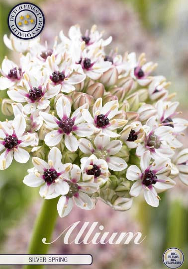 Allium Silver Spring x 2 12/14