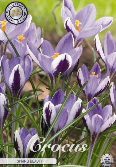 Crocus Spring Beauty x10 5/6