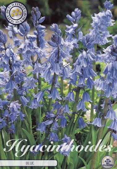 Hyacinthoides Hispanica Blue x10 8/9