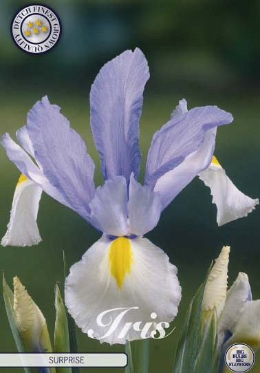 Iris Hollandica Surprise x10 8/9