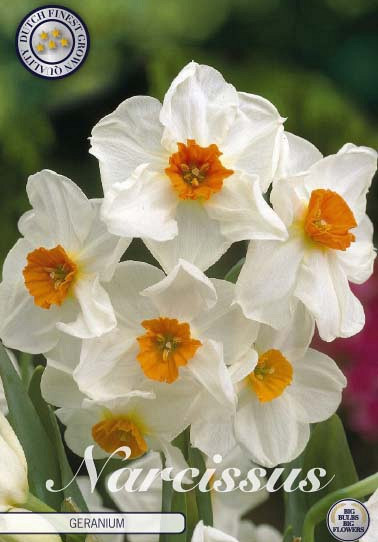 Narcis Tazetta Geranium x5 14/16