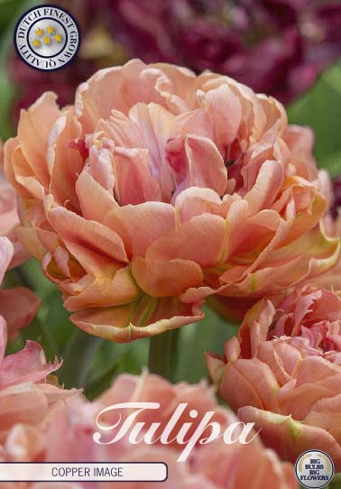 Tulp Double Late Copper Image x5 12/+