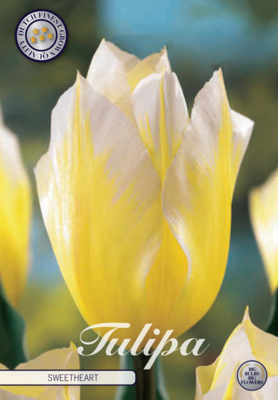 Tulp Fosteriana Sweetheart x7 12/+
