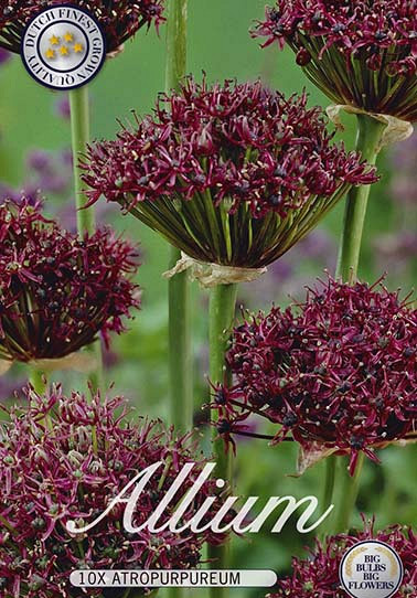 Allium Atropurpureum x10 10/12