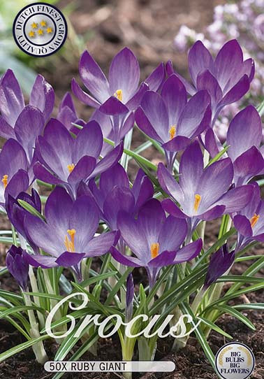 Crocus Chrysanthus Ruby Giant x30 5/6