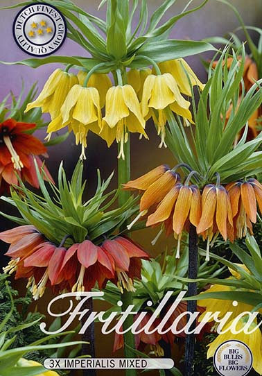 Fritillaria Mixed x2 24/26