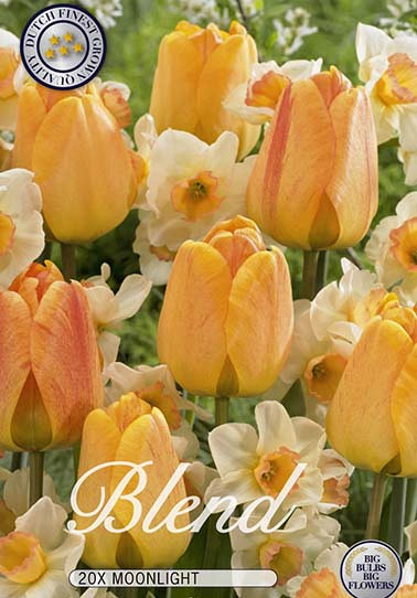 Tulipa/Narcissus Moonlight x15 12/+