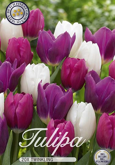 Tulp Triumph Twinkling x15 12+