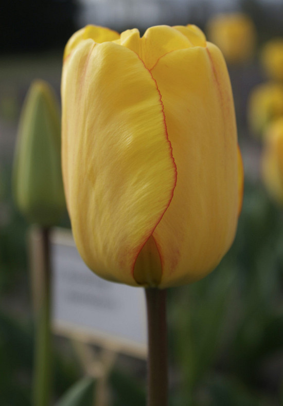 Blushing Apeldoorn 11/12