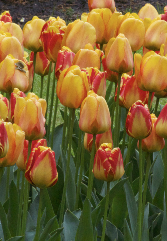 Blushing Apeldoorn 11/12