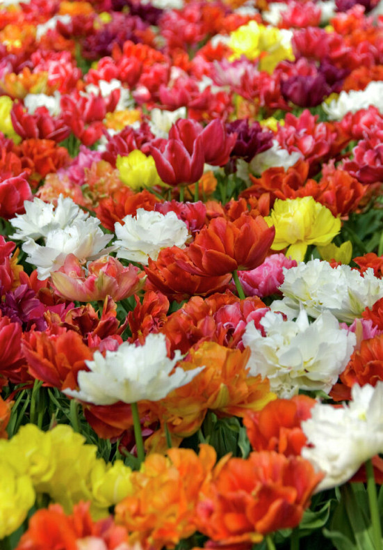 Double Late Mixed 11/12