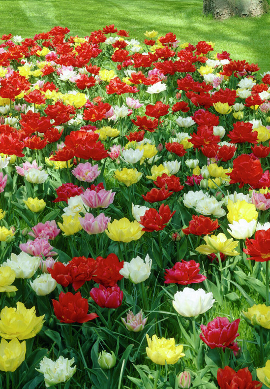 Dubbel Early Mixed 12/+