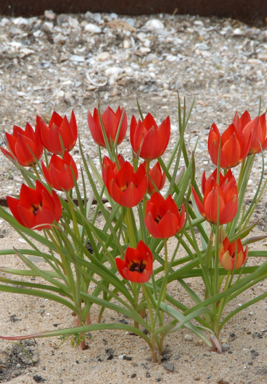 Hageri Splendens 5/6