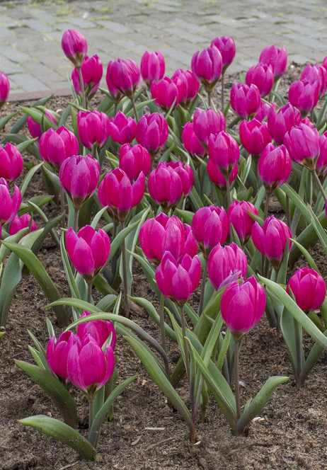 Humilis Violacea 6/8