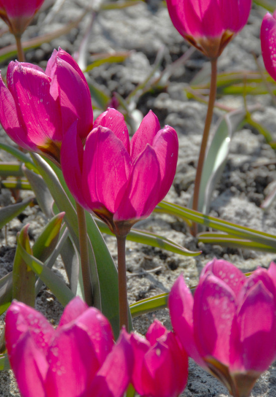 Humilis Violacea Black Base 6/+