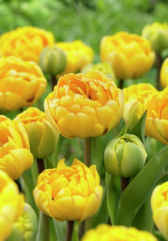 Yellow Pomponette 10/11