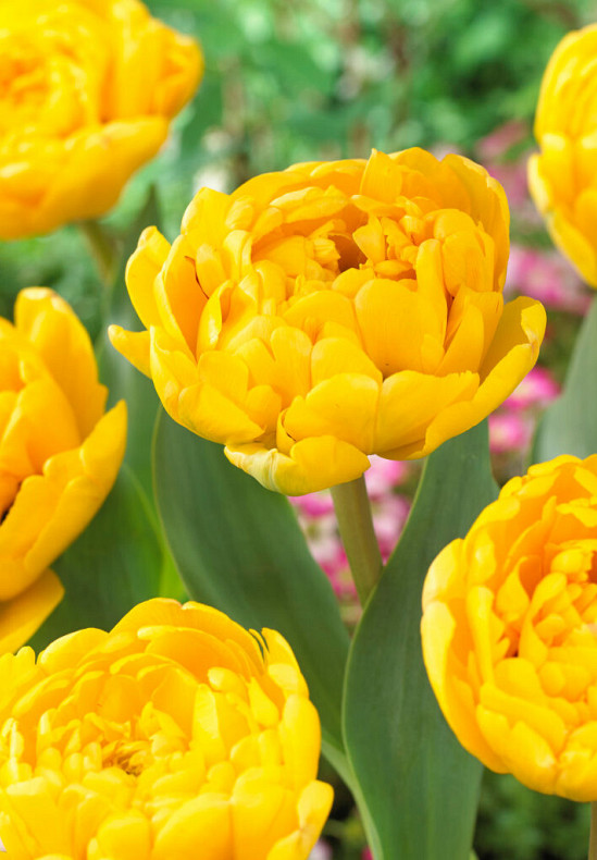 Yellow Pomponette 10/11