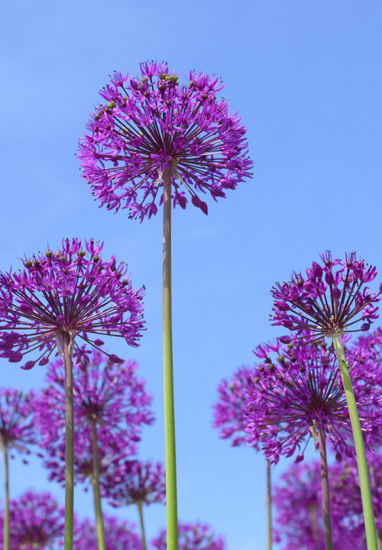 Purple Sensation 10/12