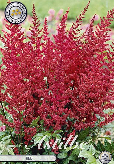 Astilbe Red x 1 I .