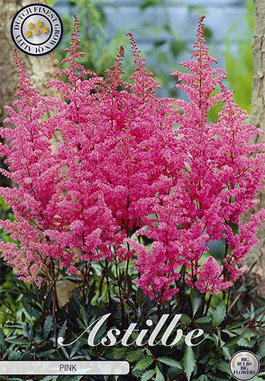 Astilbe Pink x 1 I .