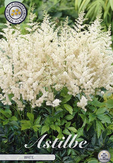 Astilbe White x 1 I .